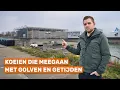 Lagu De eerste drijvende boerderij ter wereld dobbert in Rotterdam