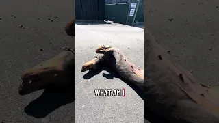 #fypシ #Fyp #Dream #pets #doberman