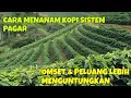 Download Lagu CARA MENANAM KOPI SISTEM PAGAR OMSET \u0026 PELUANG LEBIH MENGUNTUNGKAN