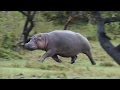 Hippo On The Run I ve never seen this before