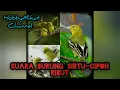 suara pikat sirtu-cipoh ribut,andalan para pemikat 👍👍👍