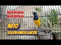 Download Lagu PANCINGAN SOGON SUPAYA EMOSI KELUAR DAN GACOR SEKETIKA #sogon #pancingansogon #sogongacor 
