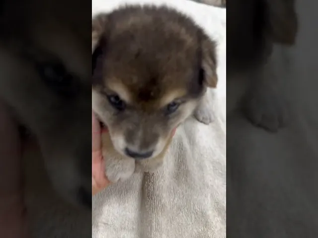 動画