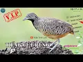Download Lagu ✅Tiếng Cút mồi gọi bầy chuẩn không tạp âm | Barred Buttonquail best sound call (P3)