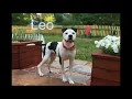 Bobbie s Pit Bull Rescue Sanctuary 2017 Adoptions