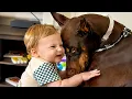 This 90lb Doberman REFUSES to Let a Stranger Touch the Baby and the Reason SHOCKED Everyone