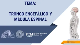 Sistema Nervioso  Tronco encefálico y Médula espinal