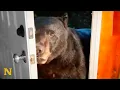 Download Lagu Wild Bears Have Unique Relationship With Woman