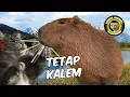 TERLALU KALEM MAS BRO