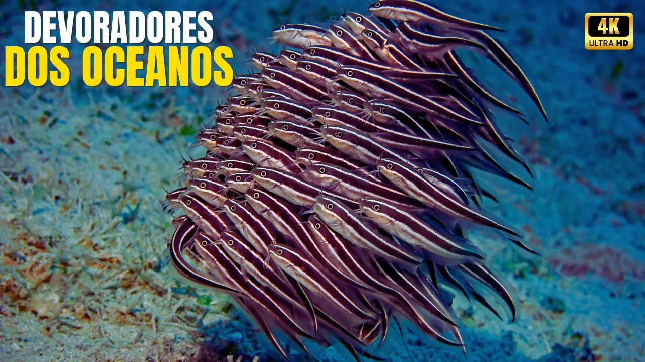O EXÉRCITO SILENCIOSO QUE ESTÁ DEVORANDO OS OCEANOS | A Invasão Invisível dos Recifes - Documentário