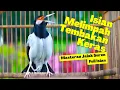 Download Lagu Pancingan Jalak Suren Gacor Full Isian Mewah‼ Efektif Untuk Menaikan Mental Jalak Agar Bongkar Isian