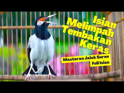 Download MP3 Pancingan Jalak Suren Gacor Full Isian Mewah‼ Efektif Untuk Menaikan Mental Jalak Agar Bongkar Isian