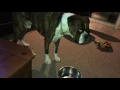 Lagu Boxer Dog takes tantrum when water dish empty