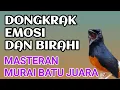 Lagu masteran murai batu terbaik untuk melatih mental juara 