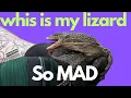 MOODY MANGROVE MONITORS