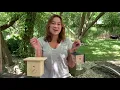 Why Your Carpenter Bee Trap Might Not Be Working Best Bee Brothers