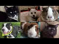 These animals need homes and they re available for adoption in Sacramento