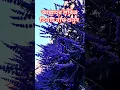 Download Lagu Beautiful garden Paris #trending #মনের_আশা_পুরনের_আমল #ytshorts #shortsvideo #হাজতপূরণকরারদোয়া