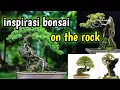Lagu Inspirasi bonsai On The Rock terbaik