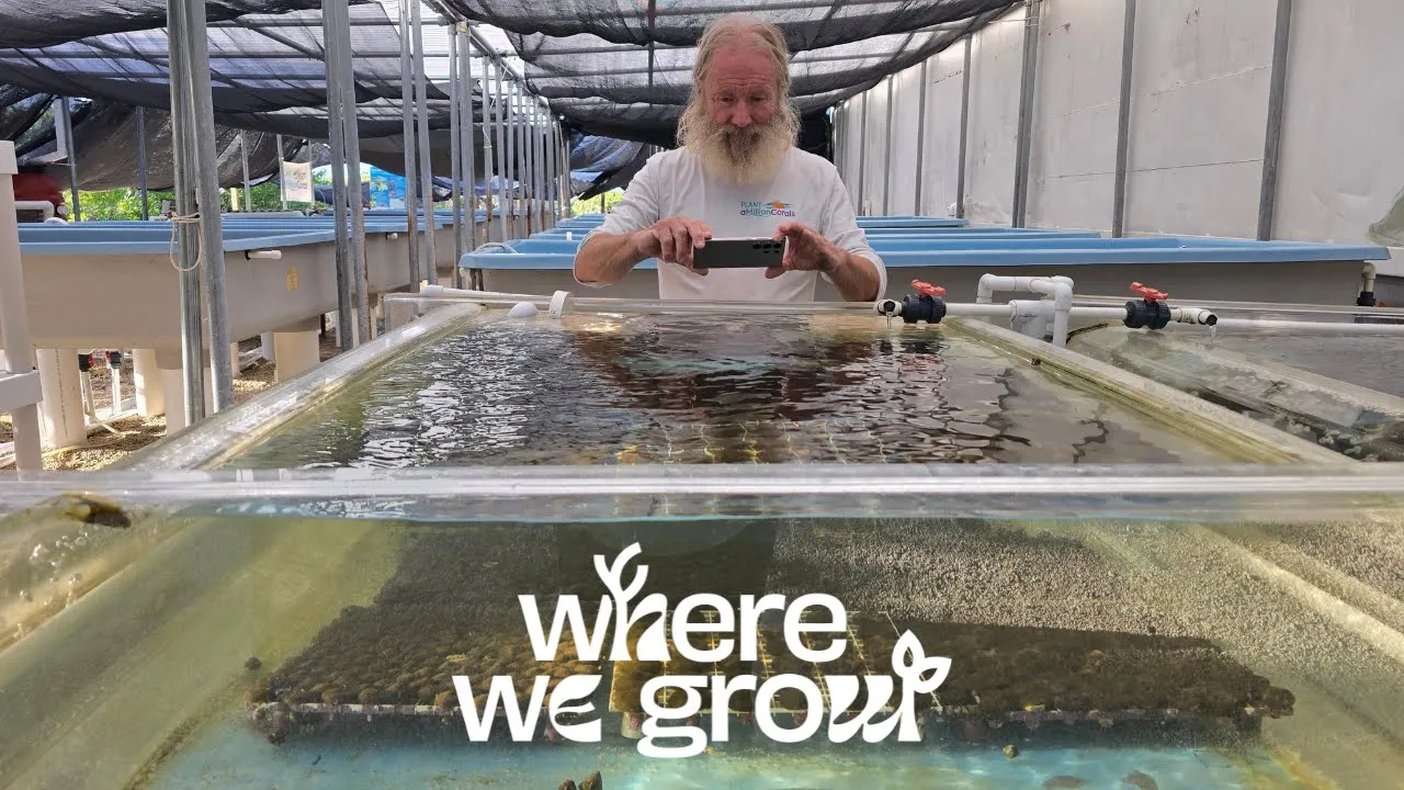 Where We Grow: Coral Planting in Florida!