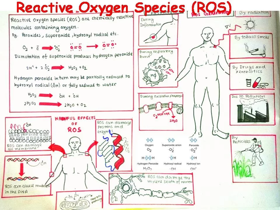 Reactive Oxygen Species and oxidative stress