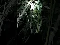 Download Lagu berburu tikus hutan  di sulawesi utara | 2023