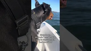 More of a “ tour “ in out full length YouTube videos soon . #fyp #vlog #sailing #doberman #pets