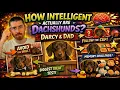 Are Dachshunds Actually Smart