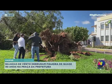 Gaspar: rajadas de vento derrubam figueira de quase 90 anos na praça da prefeitura
