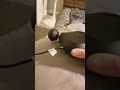 Theragun Mini