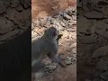 Download Lagu No Manners they just grab and run #africanmonkies#nsobegamecamp #travel