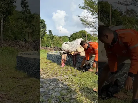 abang shopee panik Rika digigit can macanan