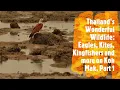 Download Lagu Thailand's Wonderful Wildlife: Eagles, Kites, Kingfishers and more on Koh Mak, Part 1