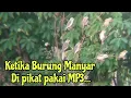 Download Lagu mikat burung Manyar si hama padi.. musuhnya pak tani, Seru Mas bro 👍