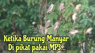 Download mikat burung Manyar si hama padi.. musuhnya pak tani, Seru Mas bro 👍 MP3