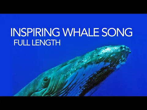 Download MP3 Whale song - full length humpback whale song - soothing sounds of the sea for meditation