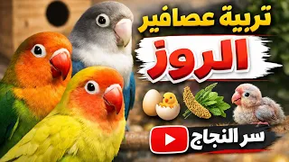 دليل شامل عن تربيه طيور الروز 👍 #تربية_الطيور