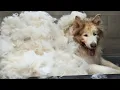 The Grooming Transformation That Nearly Broke Me Alaskan Malamute