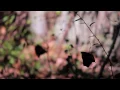 TOKiMONSTA- Darkest (Dim) ft. Gavin Turek