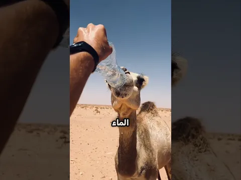 لماذا لا يجب أن تعطي الجمل الماء أثناء السفر؟ 🐪💧