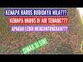 Lagu kenapa harus budidaya nila???kenapa d kolam air tenang??apakah lebih menguntungkan???