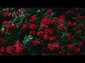 Russell Dickerson - The Roses (Lyrics)