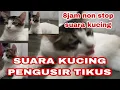 Download Lagu suara kucing pengusir tikus 8jam non stop tanpa iklan