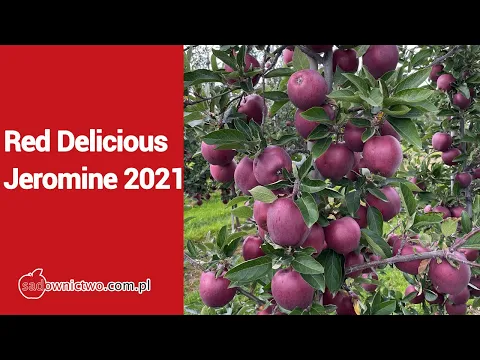 Red Delicious Jeromine 13092021 u Kamila Porady