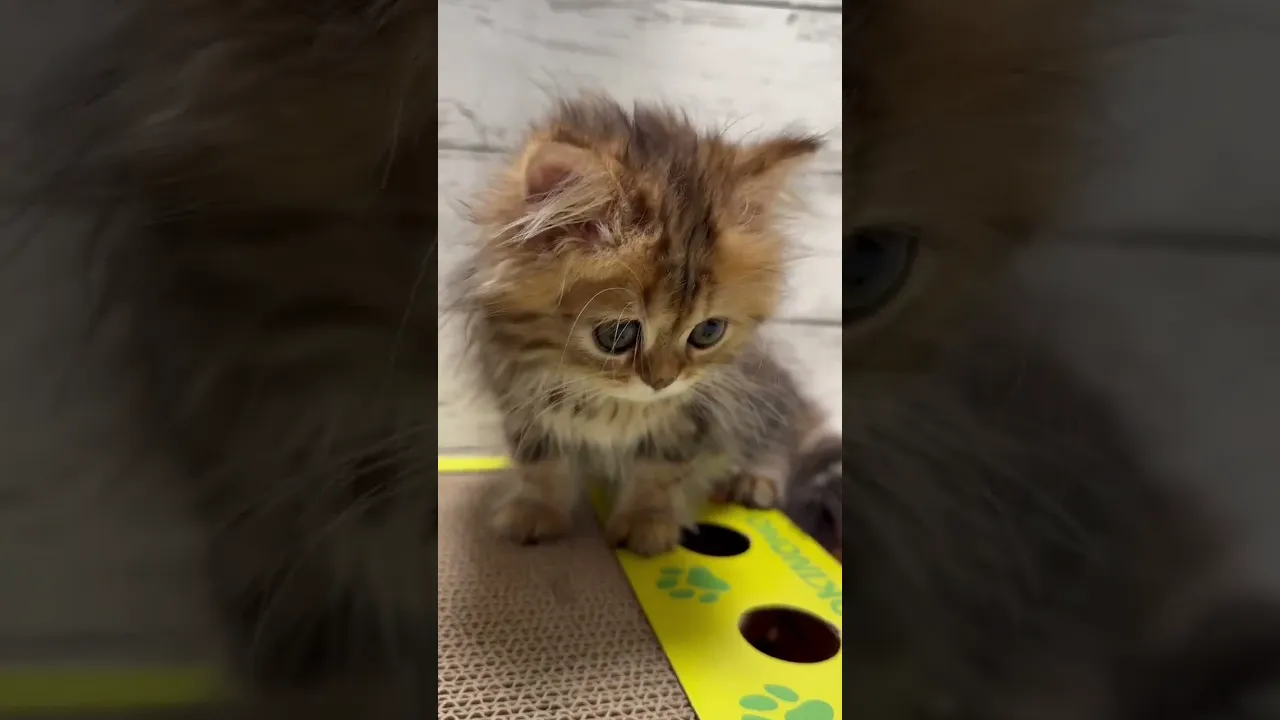 動画