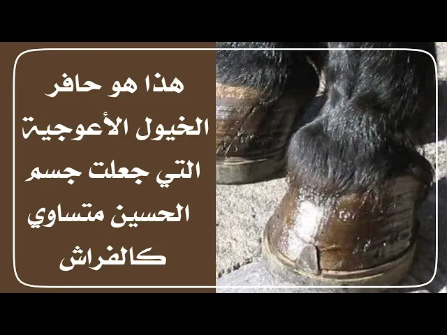 ⁣هذا هو الحافر الذي جعل جسم الحسين متساوي كالفراش وزن الحافر ٦٥ كيلو