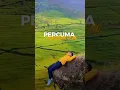 Download Lagu PERCUMA ~ GUSTRIAN GENO [Pengorbanan Yang Tak Berbalas Jasa]#short #lagupopuler #gustriangeno