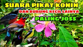 suara pikat konin ribut terbaru super ampuh anakdesakicau