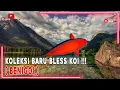 Download Lagu KOLEKSI BARU BLESS KOI ❗❗❗( BENIGOI )