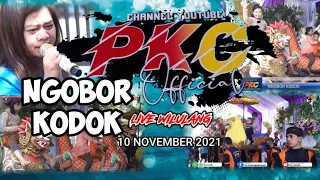 Download NGOBOR KODOK - BUROK PKC LIVE DESA WILULANG 10 NOVEMBER 2021@PKCOFFICIAL MP3